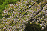 樫内の駒止桜