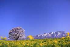 東北の桜