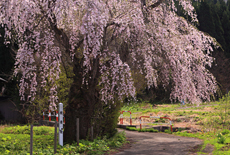 潟の枝垂桜