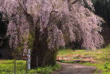 潟の枝垂桜