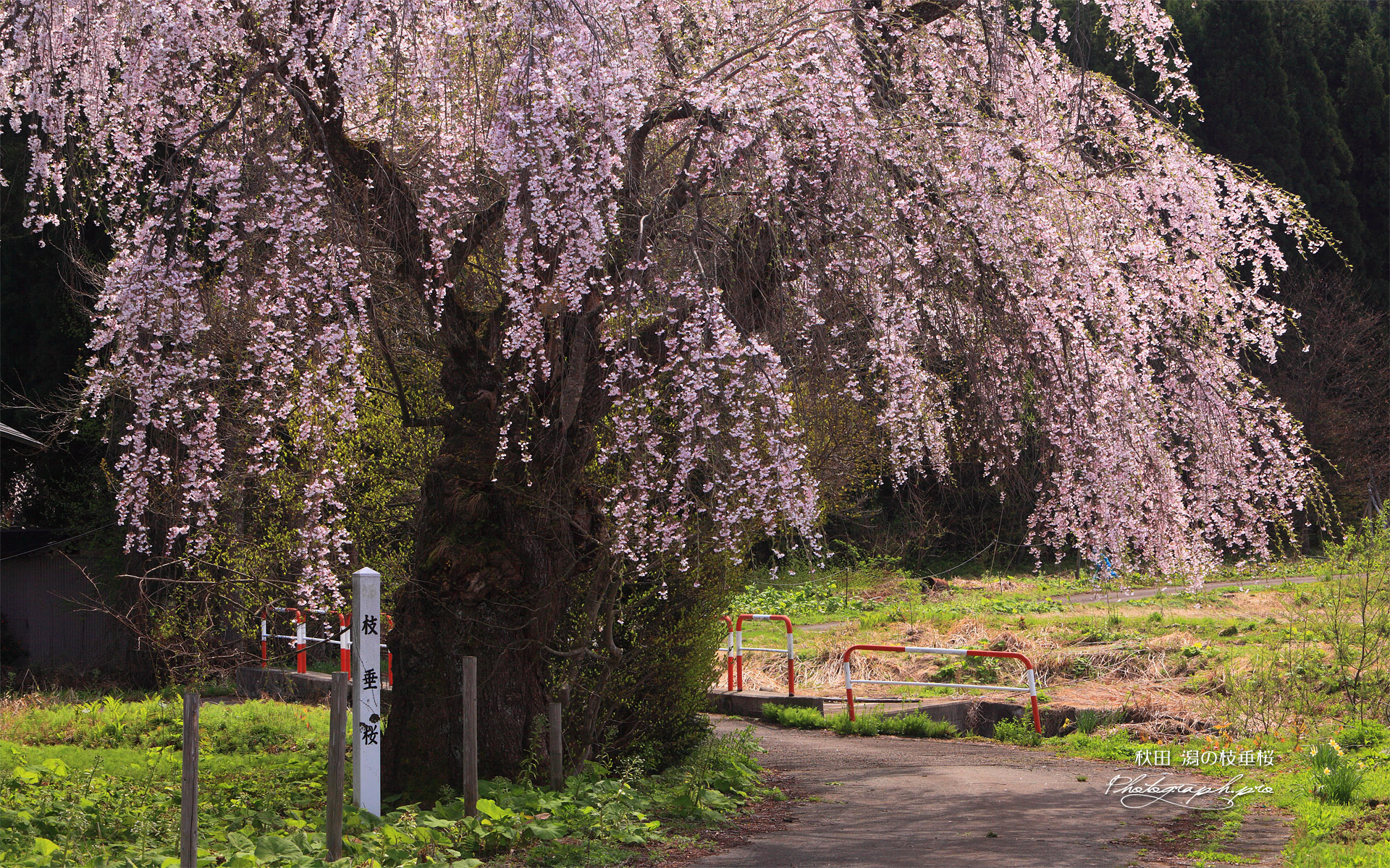 潟の枝垂桜