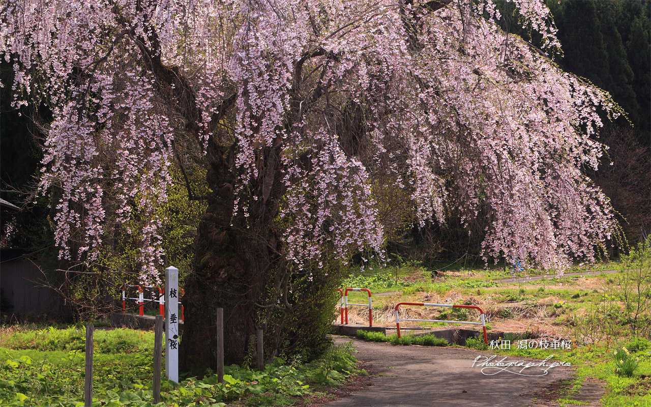 潟の枝垂桜 壁紙