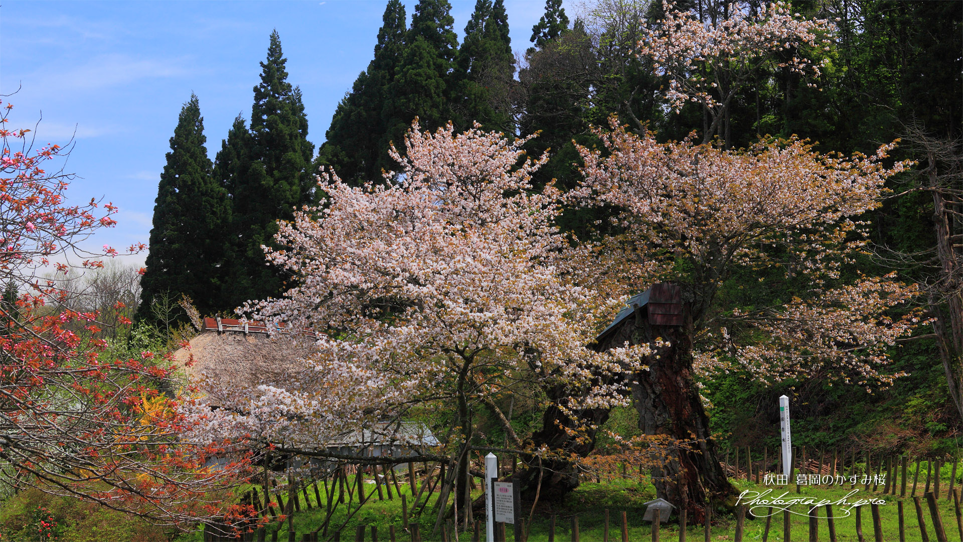 老桜の葛岡のカスミ桜
