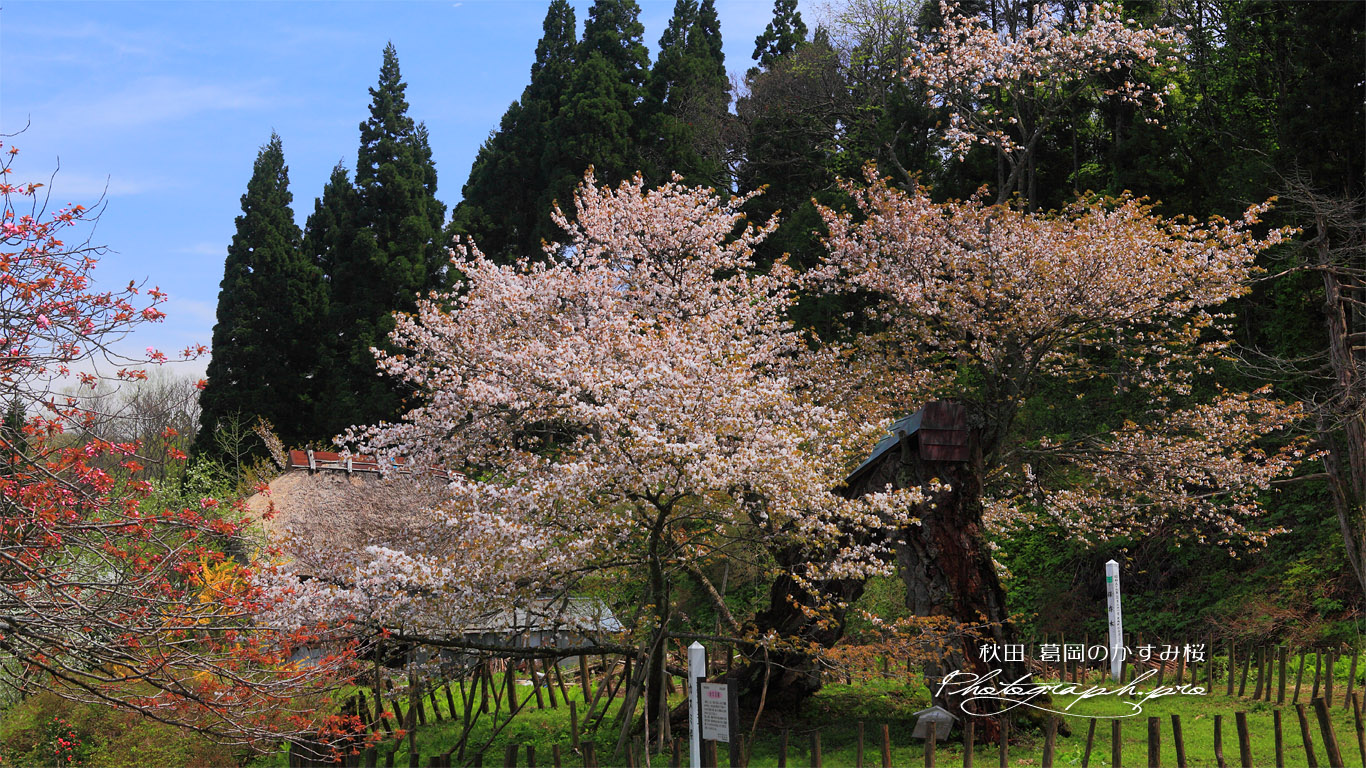 老桜の葛岡のカスミ桜 壁紙
