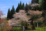 老桜の葛岡のカスミ桜