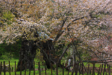 葛岡のかすみ桜