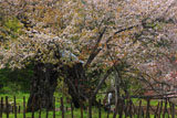 葛岡のかすみ桜
