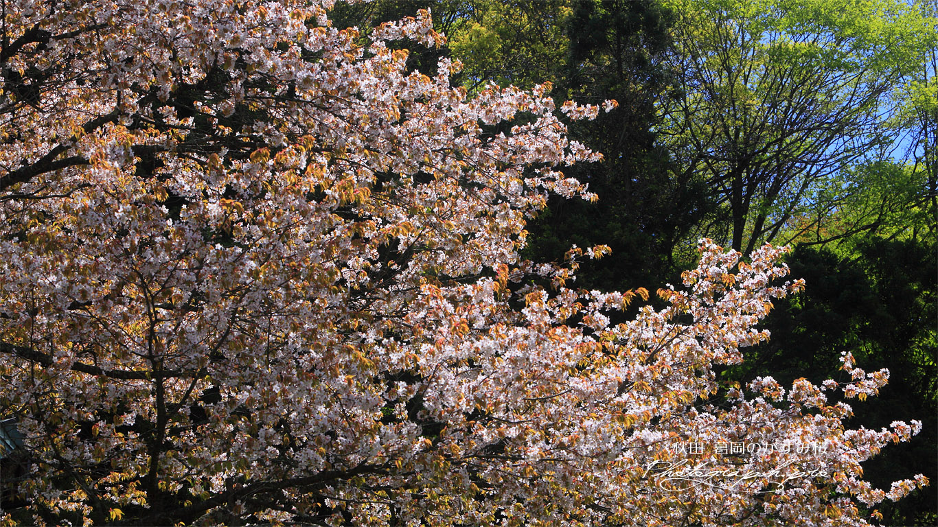 葛岡のかすみ桜 壁紙