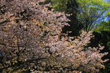 葛岡のかすみ桜