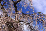 支所の枝垂れ桜