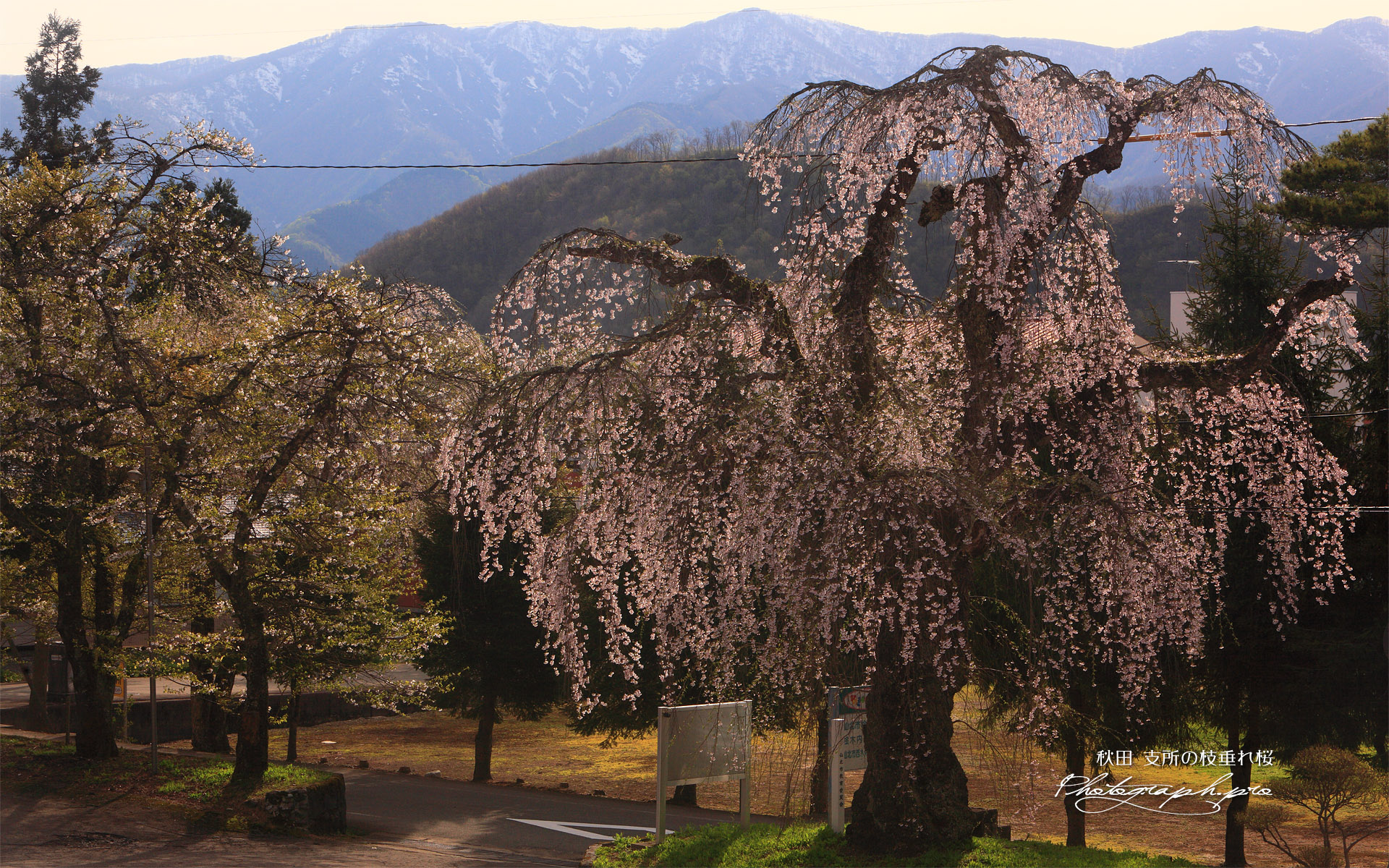 支所の枝垂れ桜
