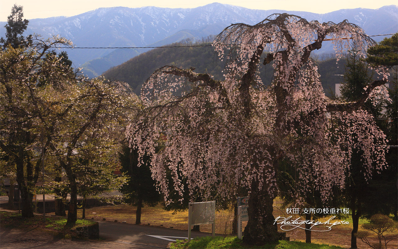 支所の枝垂れ桜 壁紙