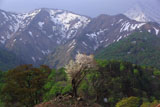 樽口峠の霞桜