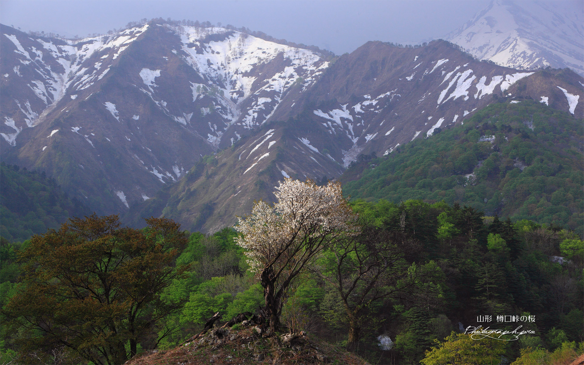 樽口峠の山桜