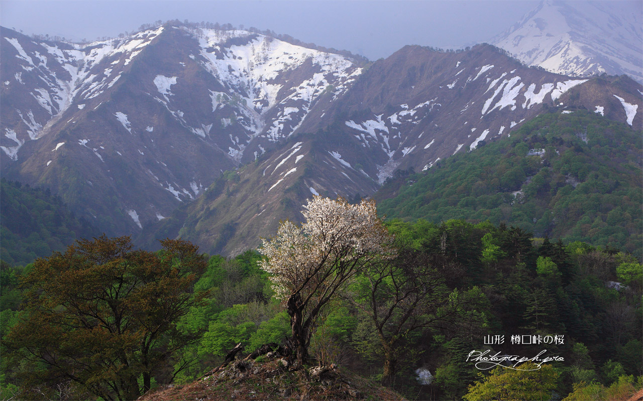 樽口峠の山桜 壁紙