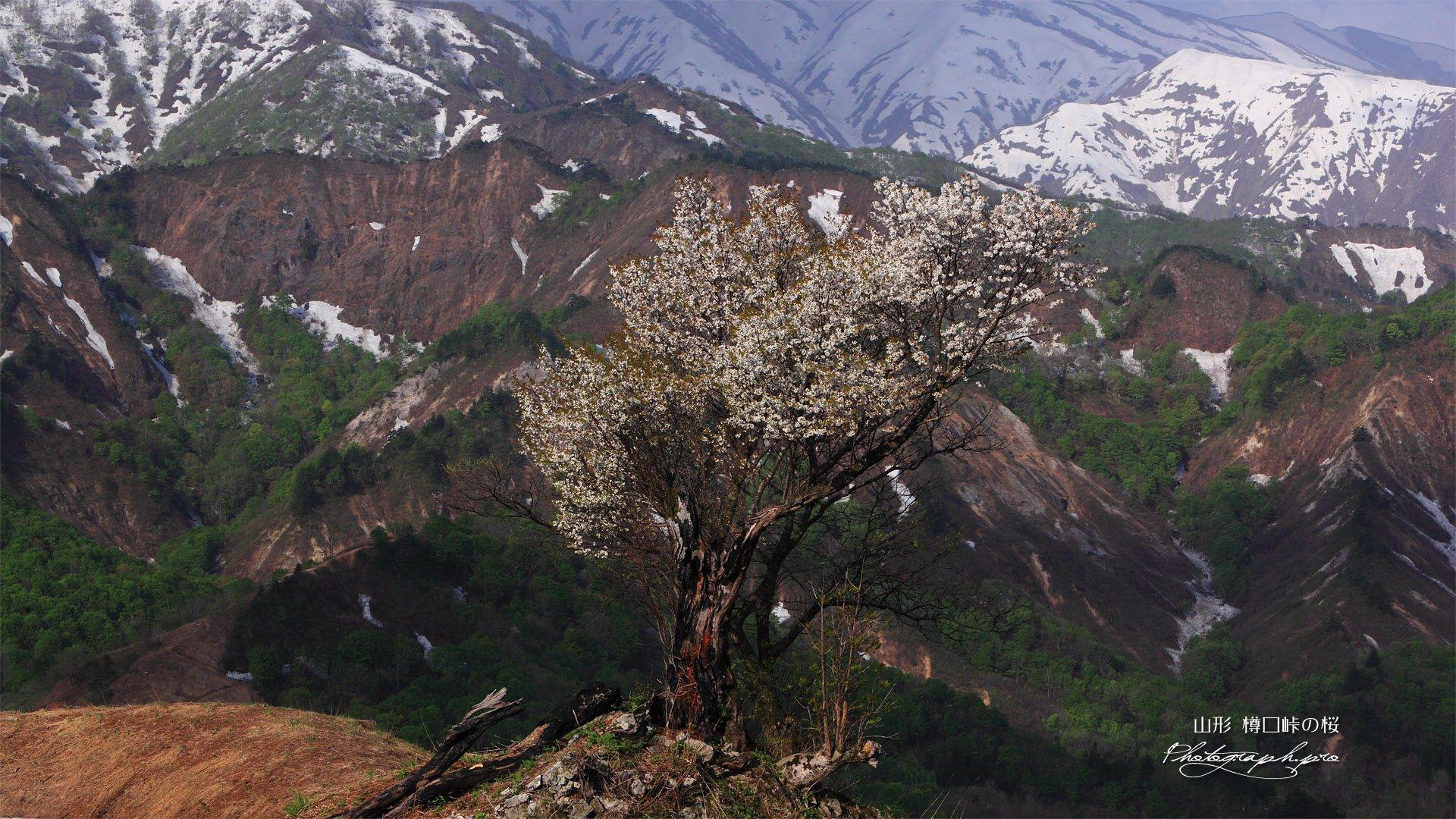 樽口峠のど根性桜