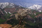 樽口峠のど根性桜