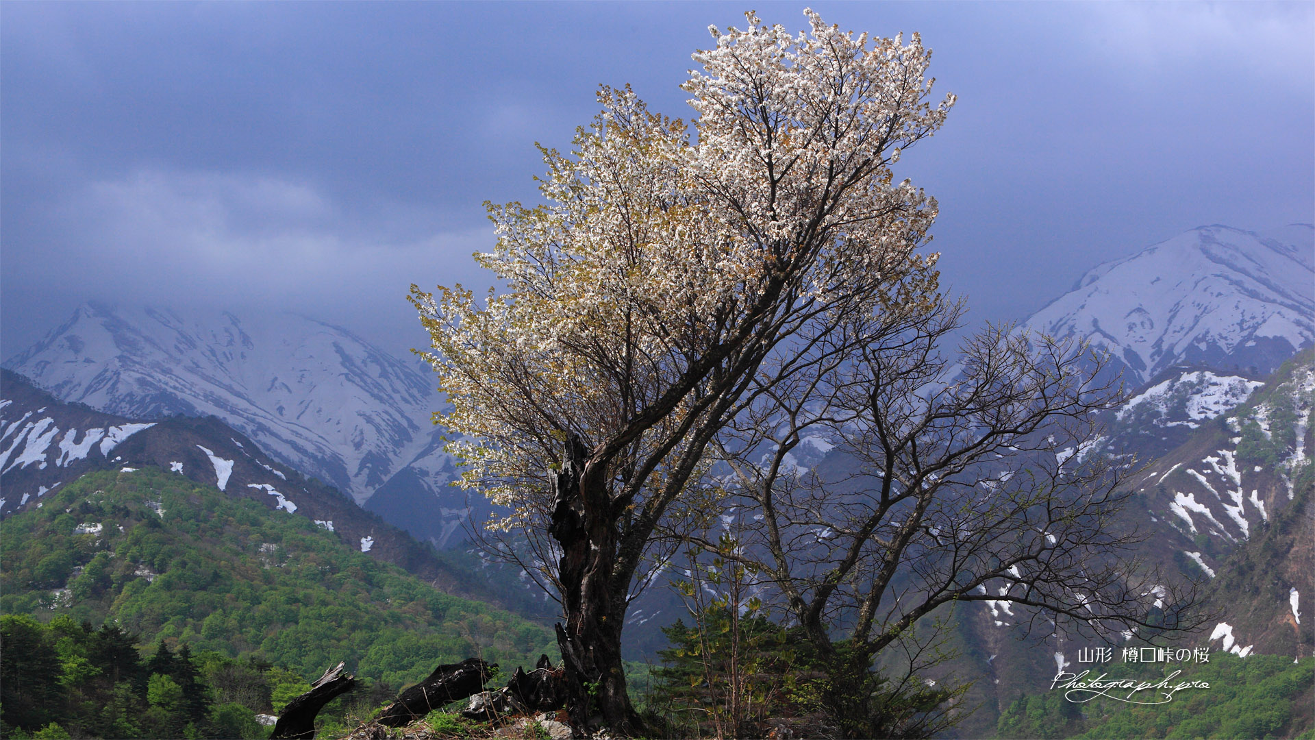 樽口峠の一本桜