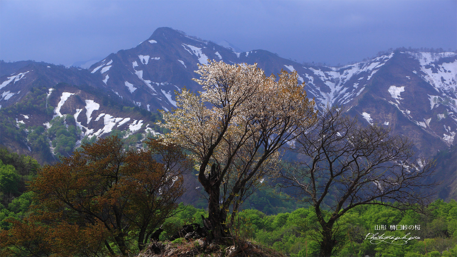 樽口峠の山桜