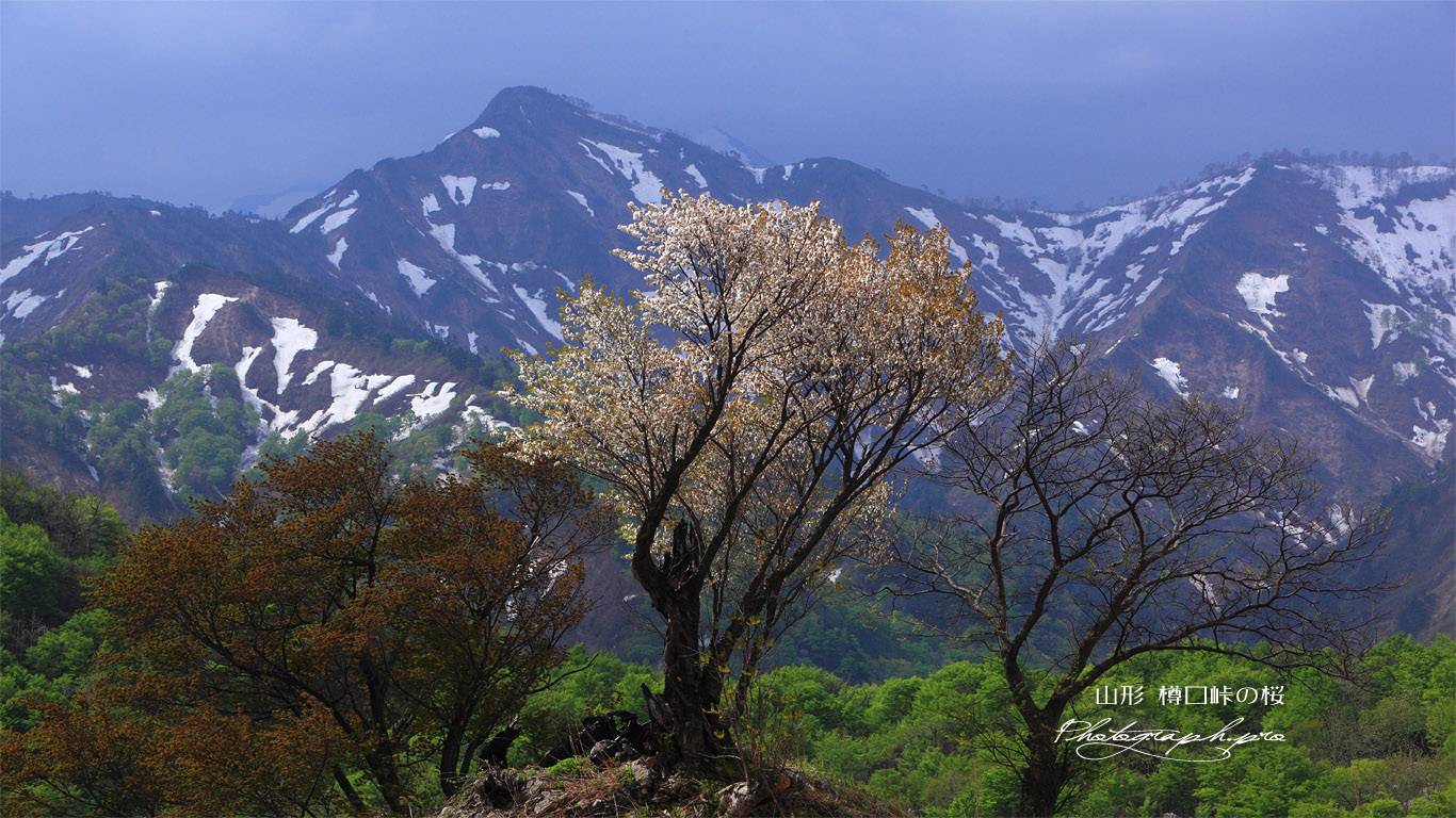 樽口峠の山桜 壁紙