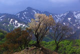 樽口峠の山桜