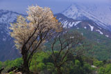 樽口峠の白山桜