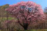 田代平高原の大山桜