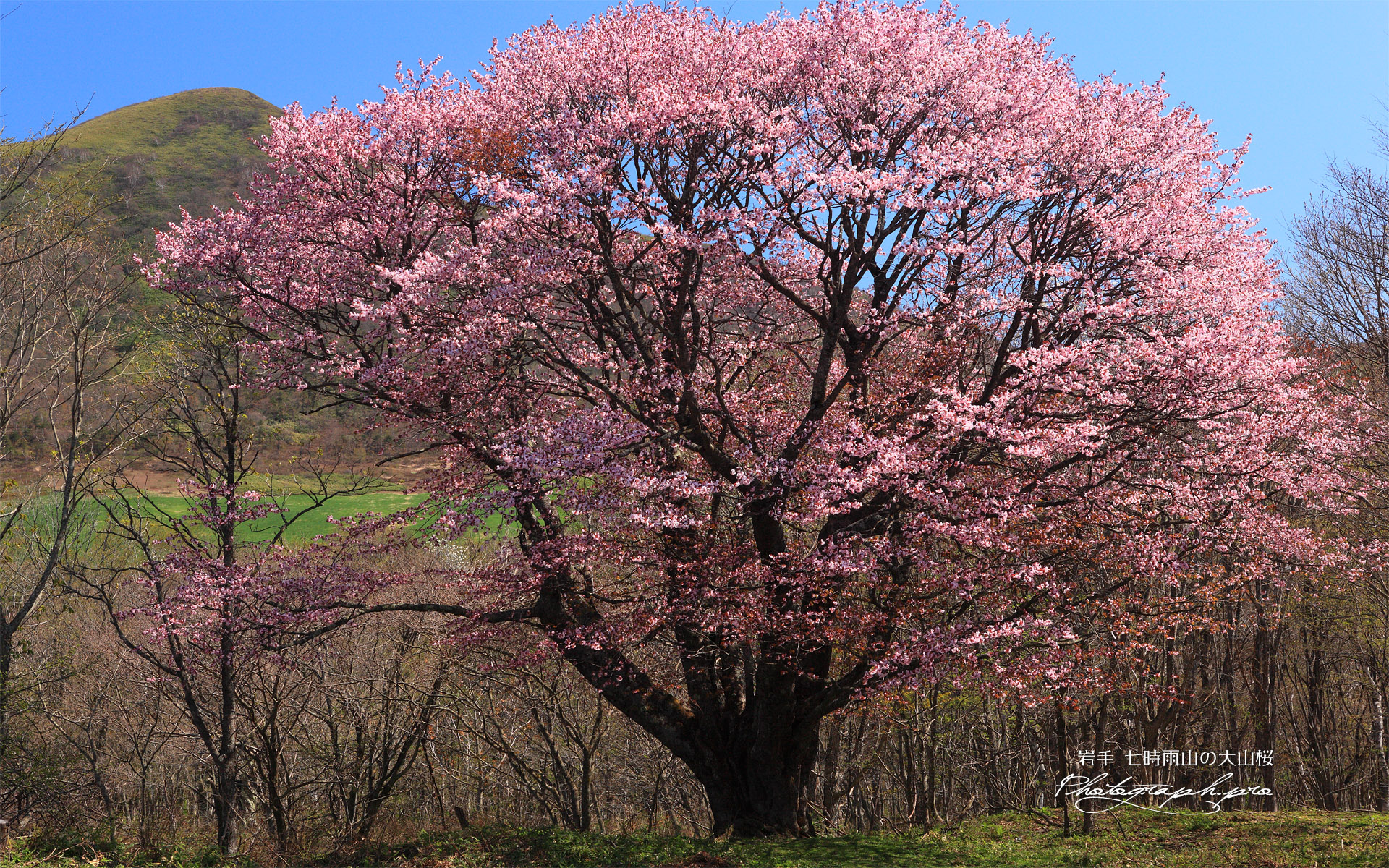 田代平高原の大山桜