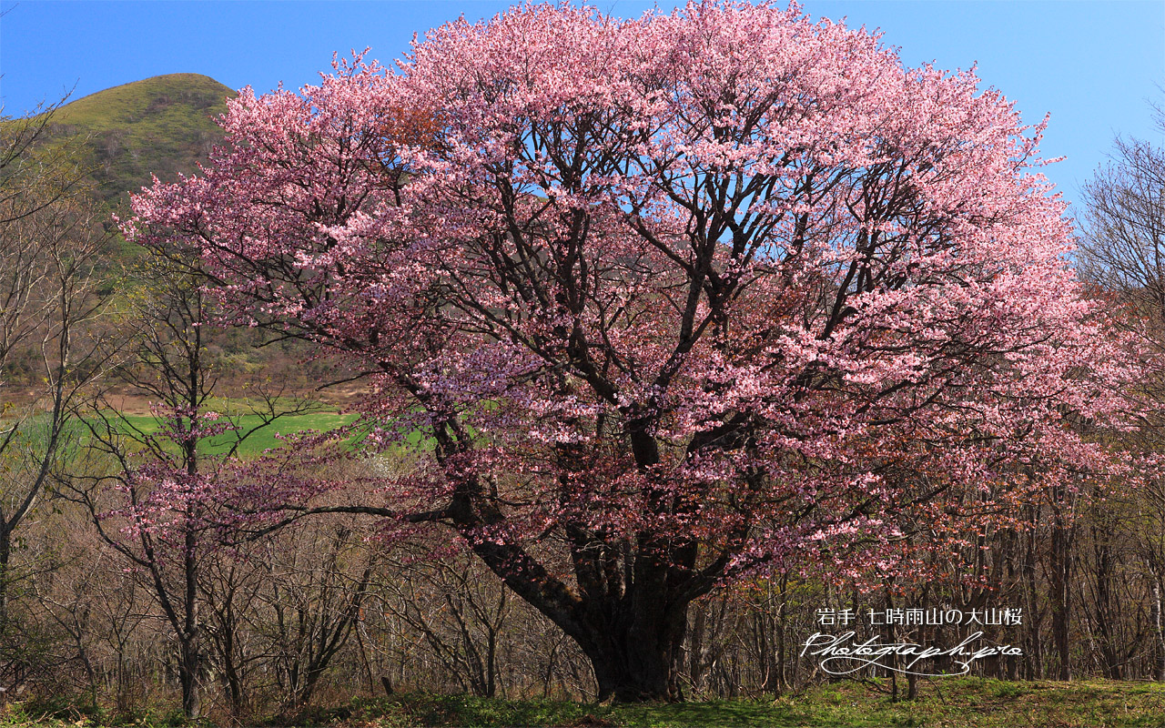 田代平高原の大山桜 壁紙