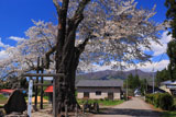 白山桜と白山神社？