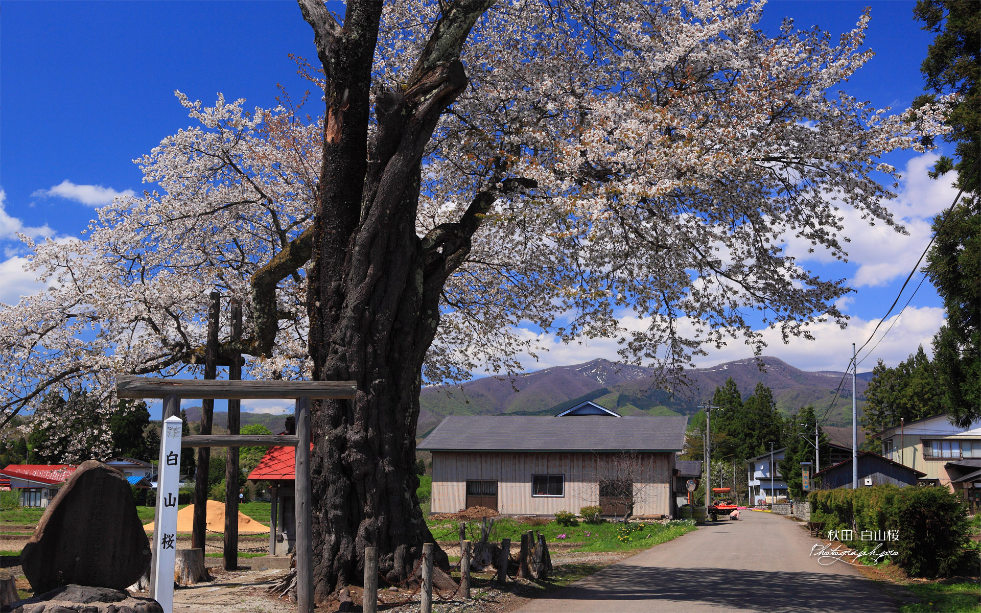 白山桜と白山神社？