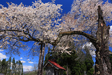 白山桜