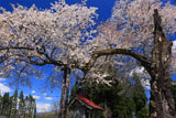 白山桜