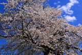 白山桜 遅い春