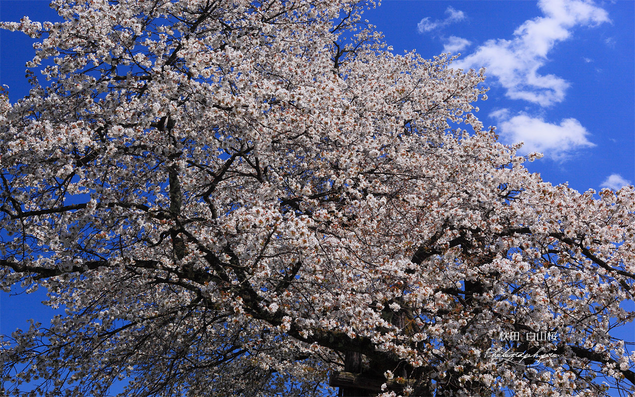 白山桜 遅い春 壁紙