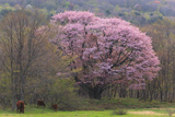七時雨山の大山桜