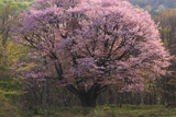 七時雨山のオオヤマザクラ