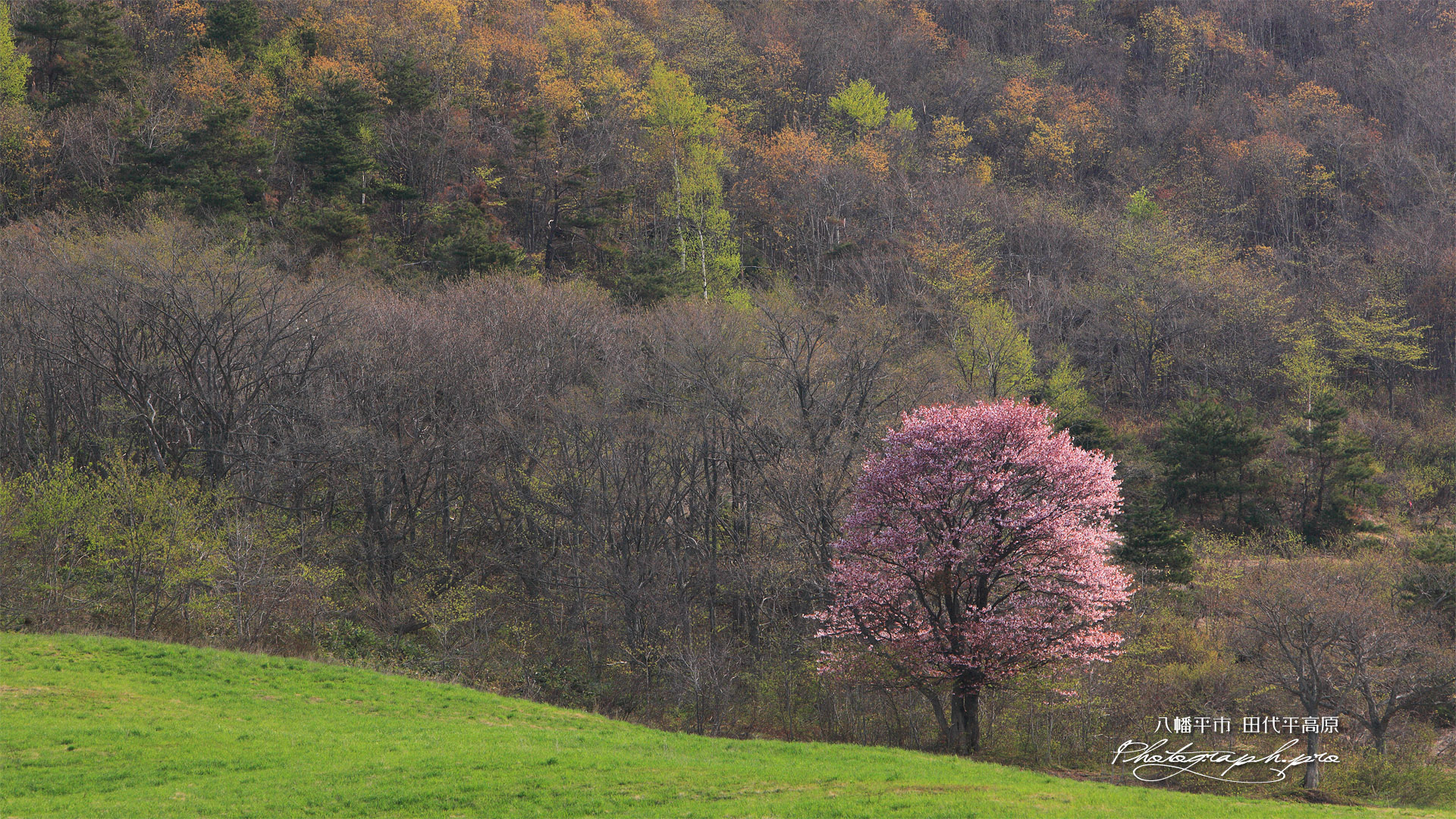 八幡平市 田代平高原の一本桜