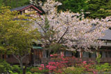 八甲田の桜 蔦温泉旅館