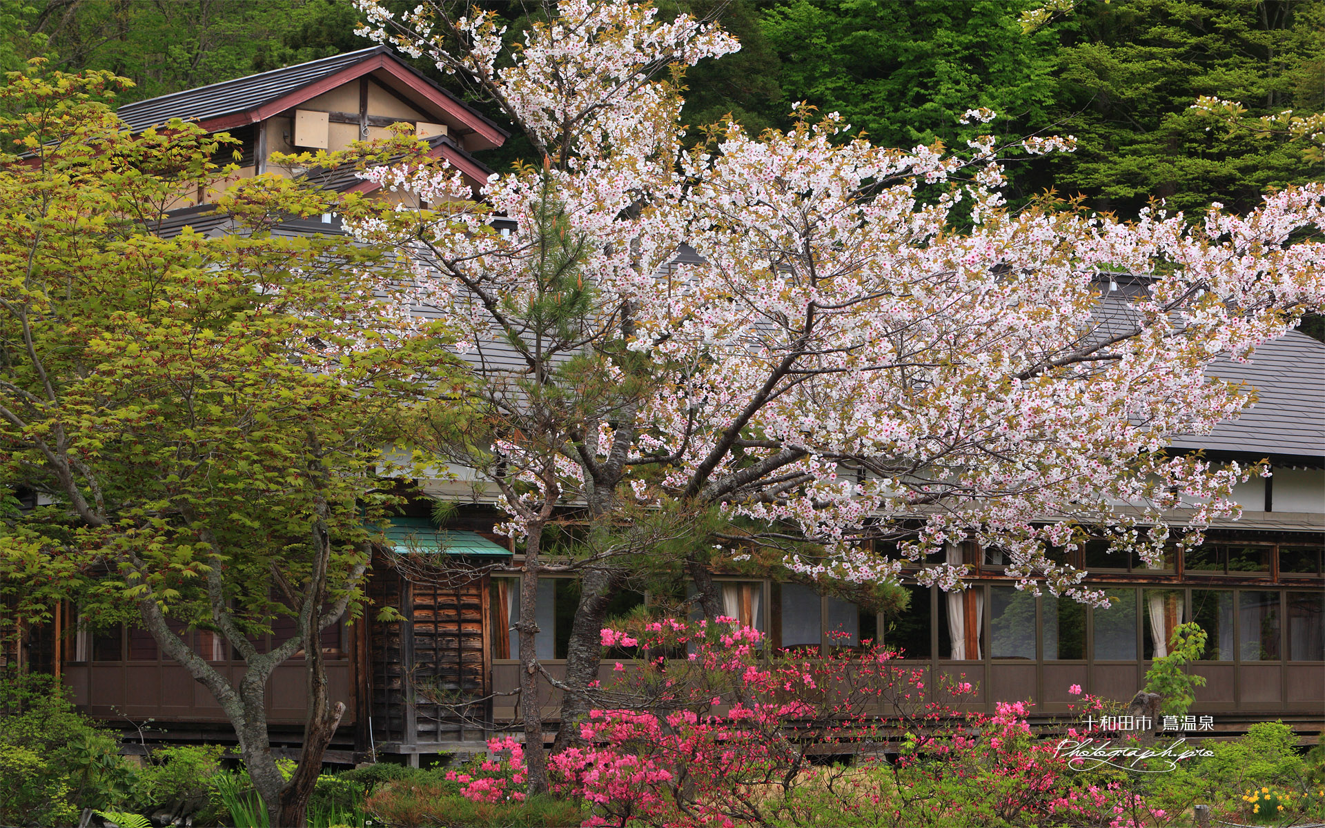 八甲田の桜 蔦温泉旅館