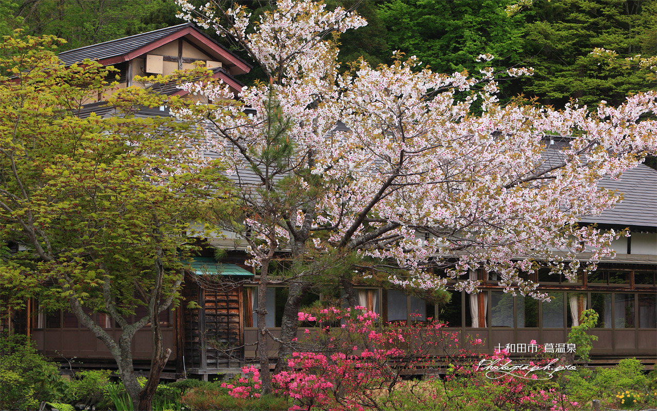 八甲田の桜 蔦温泉旅館 壁紙