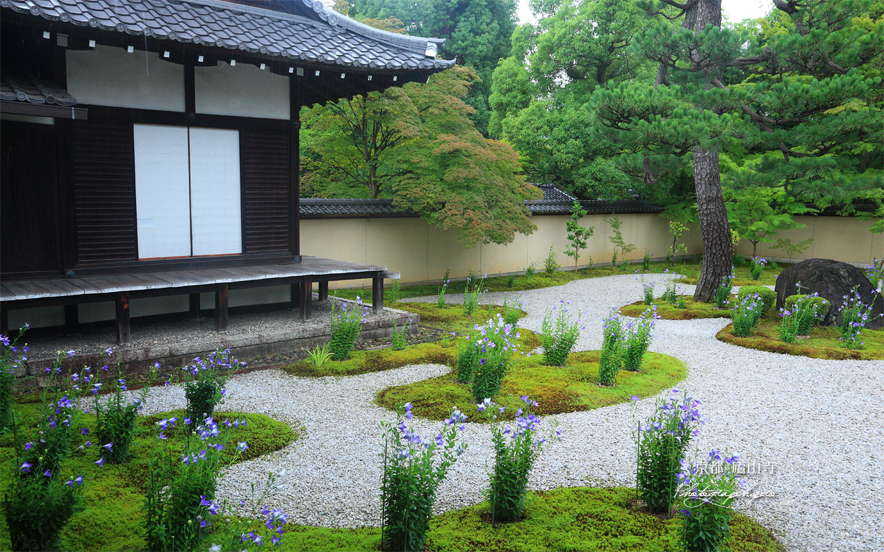廬山寺 源氏庭の桔梗と御黒戸 壁紙