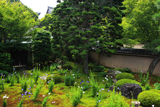 天得院 キキョウ庭園と東福寺堂宇