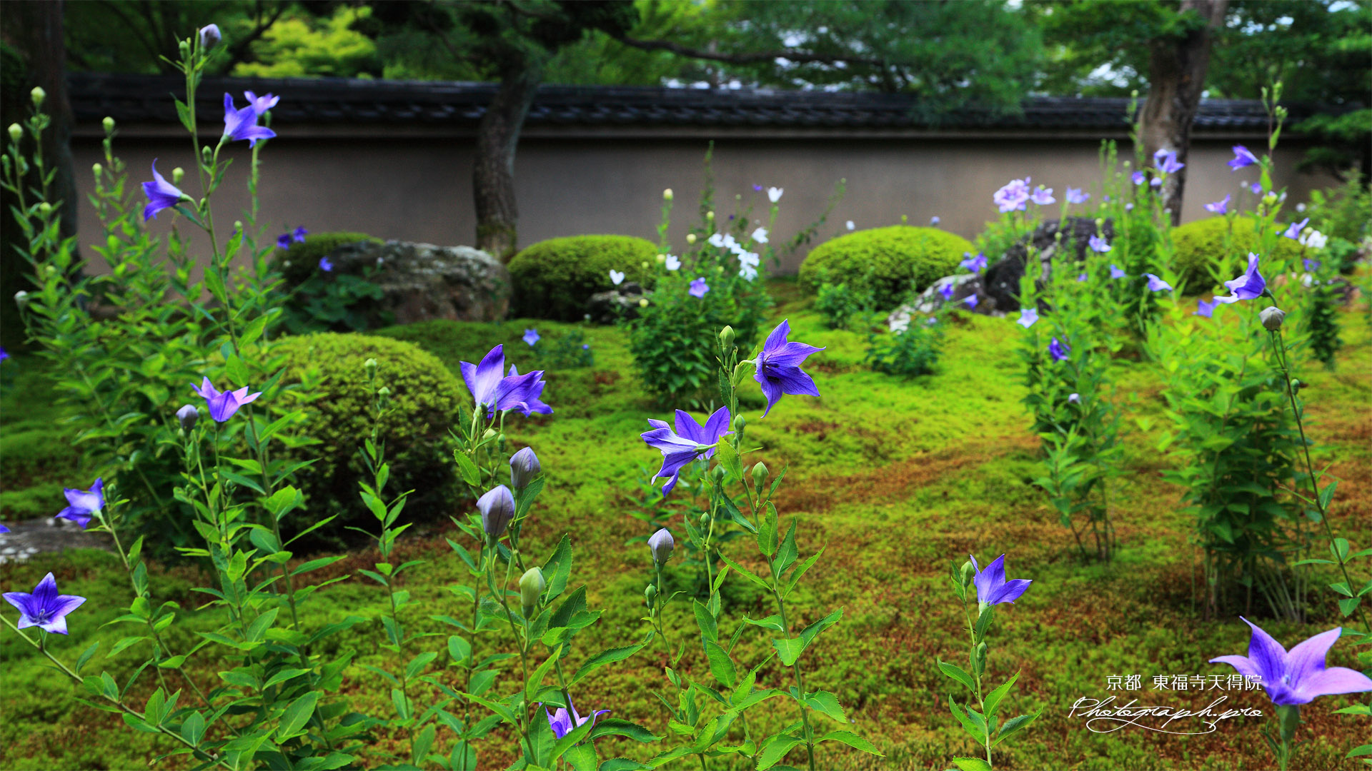 天得院 南庭のキキョウ