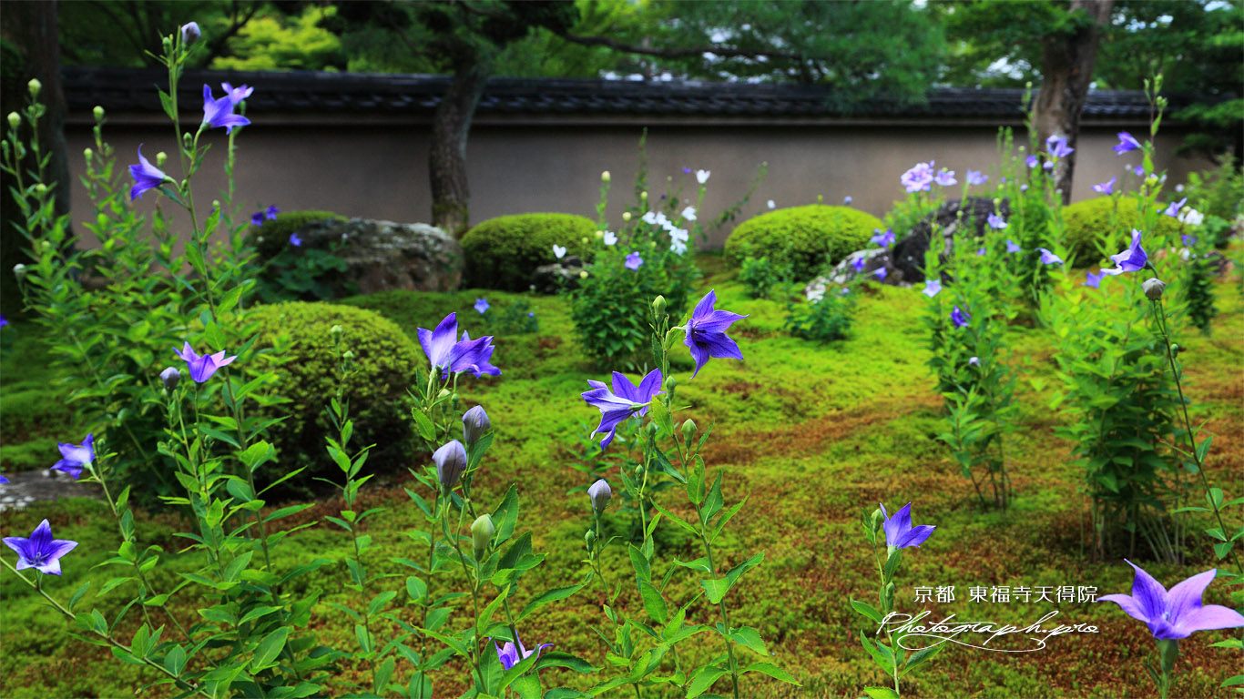 天得院 南庭のキキョウ 壁紙