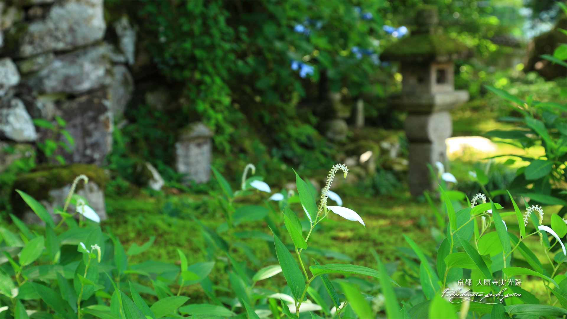 大原寺実光院 旧理覚院庭園のハンゲショウ