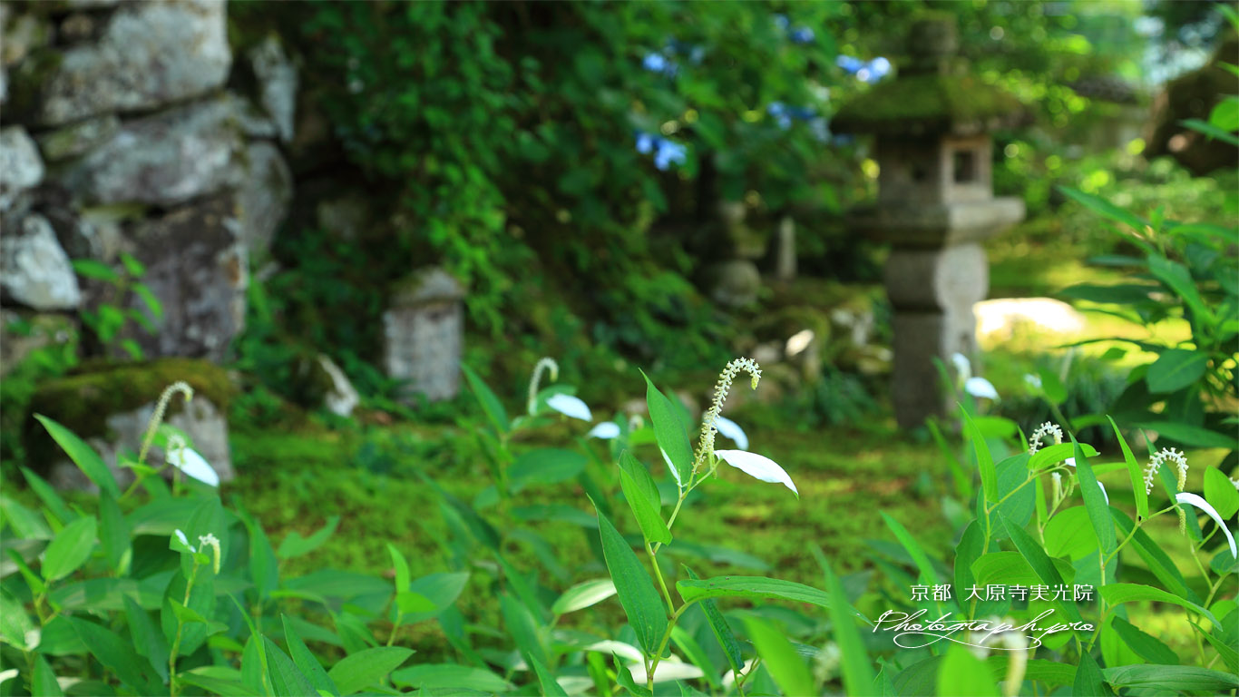 大原寺実光院 旧理覚院庭園のハンゲショウ 壁紙