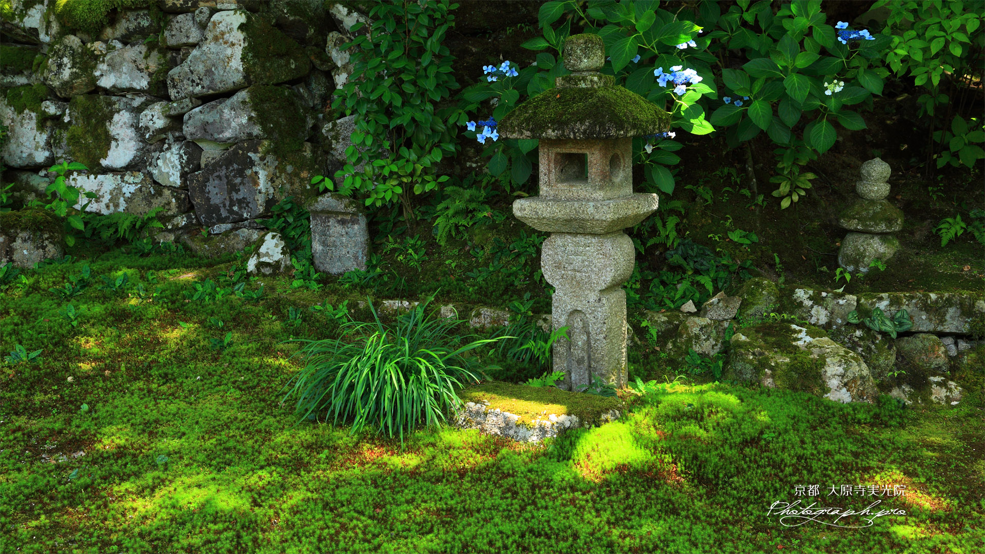 大原寺実光院 旧理覚院庭園のアジサイ