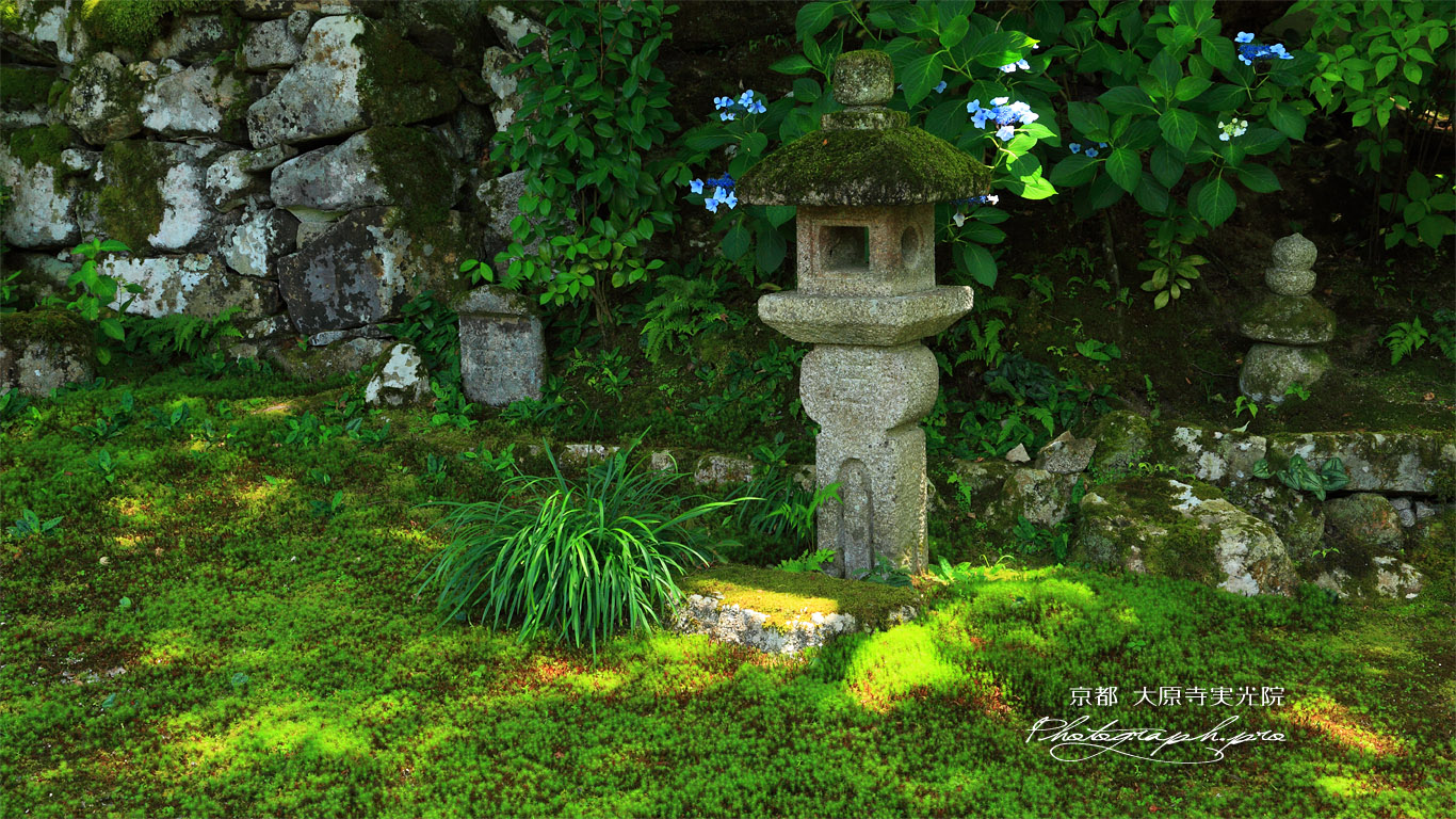 大原寺実光院 旧理覚院庭園のアジサイ 壁紙