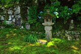 大原寺実光院 旧理覚院庭園のアジサイ